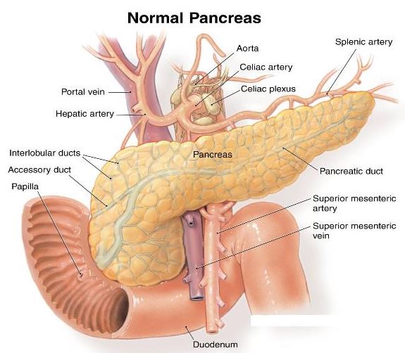pankreas kanseri